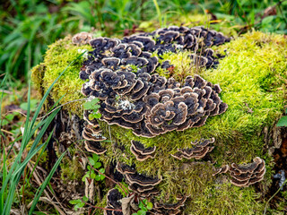 Baumpilze auf einem moosigen Baumstumpf