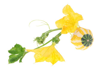 A vibrant autumn display showcases a variety of decorative gourds and pumpkins on isolated white background