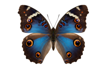 Isolated Blue Morpho butterfly, exotic tropical insect with large eye spots, vibrant wings