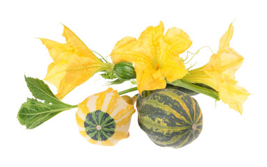 A vibrant autumn display showcases a variety of decorative gourds and pumpkins on isolated white background