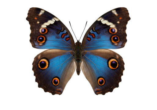 Isolated Blue Morpho butterfly, exotic tropical insect with large eye spots, vibrant wings