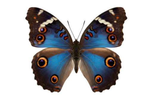 Isolated Blue Morpho butterfly, exotic tropical insect with large eye spots, vibrant wings