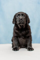 a Labrador retriever puppy	
