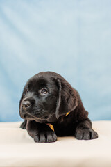 a Labrador retriever puppy	
