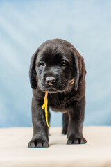 a Labrador retriever puppy	
