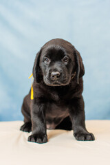 a Labrador retriever puppy	
