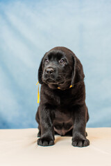 a Labrador retriever puppy	

