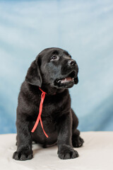 a Labrador retriever puppy	
