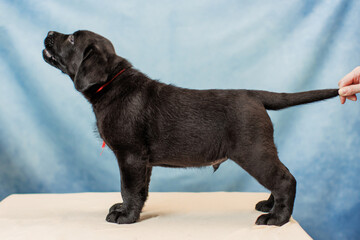 a Labrador retriever puppy	
