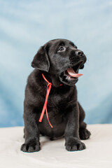 a Labrador retriever puppy	
