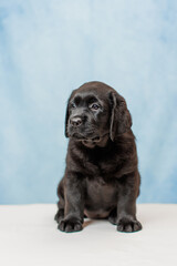 a Labrador retriever puppy	
