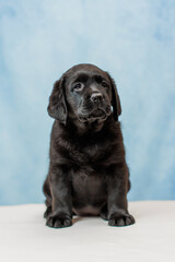 a Labrador retriever puppy	
