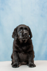 a Labrador retriever puppy	
