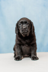 a Labrador retriever puppy	
