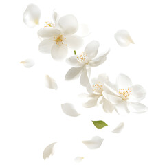 Elegant White and Transparent Musk Blossom and Flowers Image for Professional Use