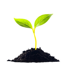 Vibrant Young Green Sprout Emerging from Sunlit Soil for Growth Potential