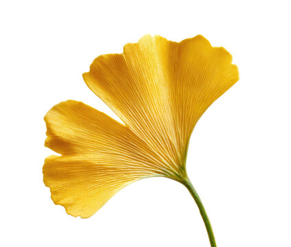 Close-up of a vibrant, fan-shaped, golden-yellow leaf against a deep black background