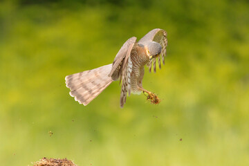 Sparowhawk (Accipiter nisus)