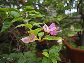 pink beautiful flowers  in the garden