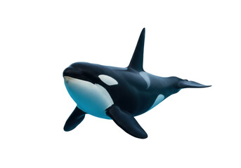 Isolated Orca floating in ocean, black and white Killer Whale, marine wildlife animal