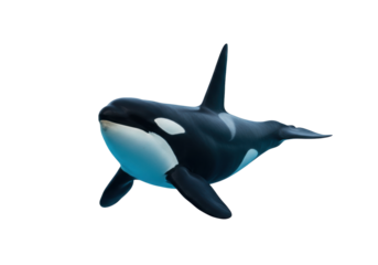 Isolated Orca floating in ocean, black and white Killer Whale, marine wildlife animal