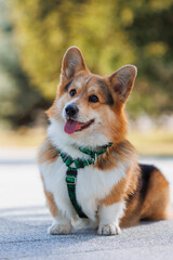 welsh corgi cardigan dog in a beautiful harness in the park	