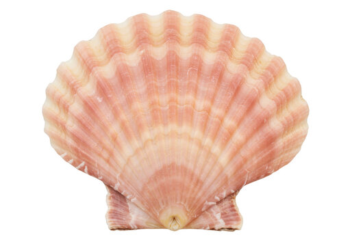 Isolated scallop shell has a textured surface with wavy edges in a peachy pink color