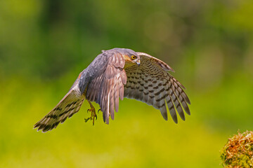 Sparrowhawk (Accipiter nisus,)