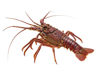 Isolated spiny lobster close-up, a colorful marine animal with an interesting shell