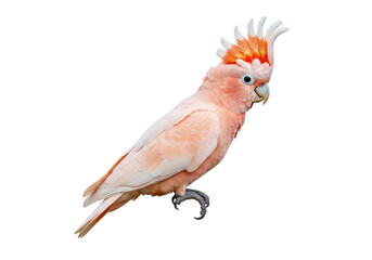 Isolated Major Mitchell's cockatoo with pink plumage and erect orange crest on white backdrop