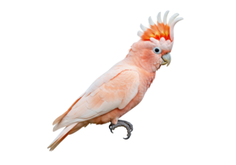 Isolated Major Mitchell's cockatoo with pink plumage and erect orange crest on white backdrop