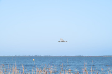Landscape view of an egret flying over the lake against blue sky with reeds in the foreground, Lake Colac, Victoria, Australia