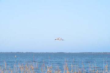 Landscape view of an egret flying over the lake against blue sky with reeds in the foreground, Lake Colac, Victoria, Australia