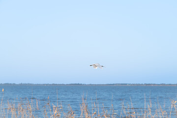 Landscape view of an egret flying over the lake against blue sky with reeds in the foreground, Lake Colac, Victoria, Australia