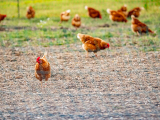 Hühner vor einem Hühnerwagen
