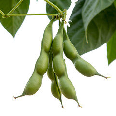 Obraz premium The green beans on a branch on transparent background.