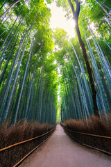 Bamboo forest in Arashiyama near Kyoto.Japan