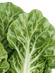 Fototapeta premium Close up of vibrant green lettuce leaves with visible veins isolated on a transparent background