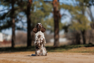 English Springer Spaniel dog in the park. The dog stands beautifully	
