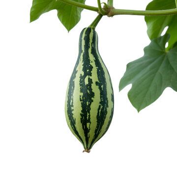 Pointed Gourd on a tree branch 