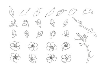 Cherry Blossom Lineart Vector Set