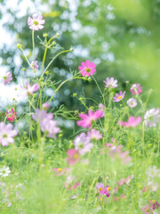 秋の公園や花壇を彩るコスモスのある風景。眩しい日差しでボケた景色。ぼんやりした花畑のイメージ。青空を見上げる花たちと木漏れ日の玉ボケ。カラフルで賑やかな花畑。自然風景。心象風景。