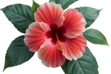 Coral and white hibiscus flower with green leaves isolated on a transparent background
