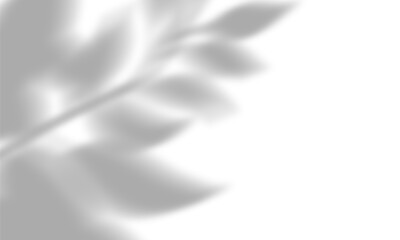 Soft shadow overlay effect of an ash tree branch, delicate botanical foliage silhouette, isolated png with transparent background