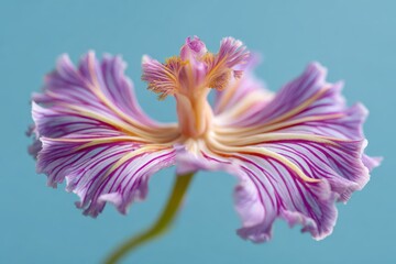 Naklejka premium Close-up of a vibrant, exotic flower with intricate purple and yellow petal patterns, blue background