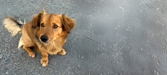 Adorable mixed-breed red dog with fluffy fur sitting on gray textured asphalt, looking up with attentive brown eyes, left side of image with copy space. 