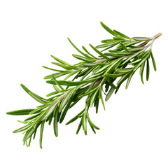 Fototapeta premium Fresh Rosemary Branch with Soft Shadow Isolated on White Background