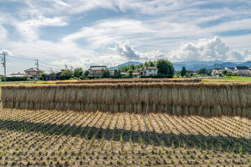 収穫期の田圃風景