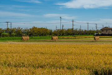 収穫期の田圃風景