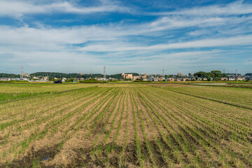 収穫期の田圃風景